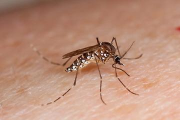 D2623-3Mosquito Aedes aegypti mosquito