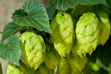 D1722 2Hops Hops