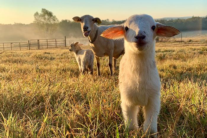 A ewe and two newborn Katahdin lambs