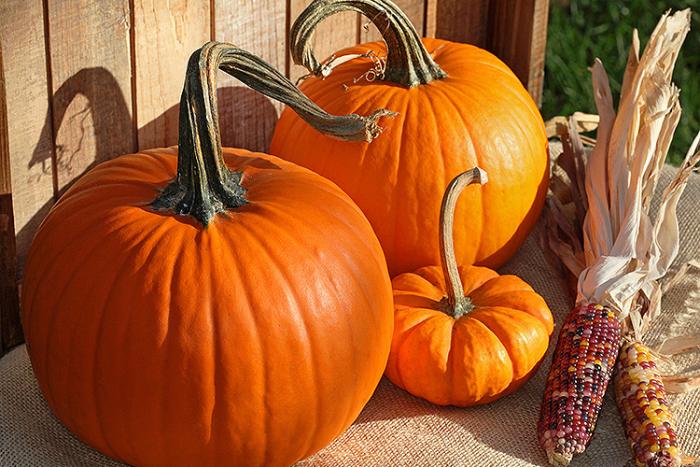 Pumpkins and indian corn