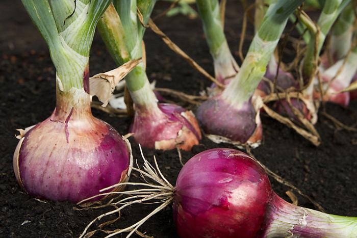 Red onions