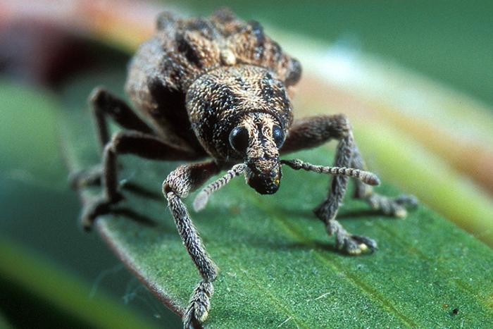 A melaleuca leaf weevil walking on a leaf.
