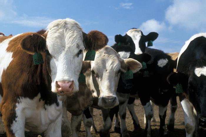 Dairy cows
