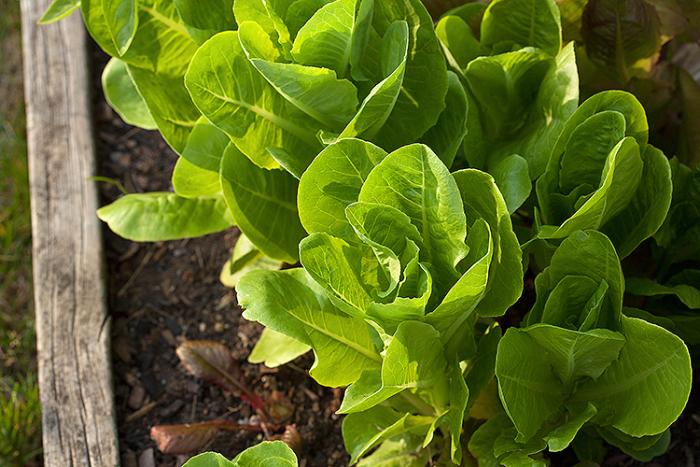 Lettuce in a garden bed. 
