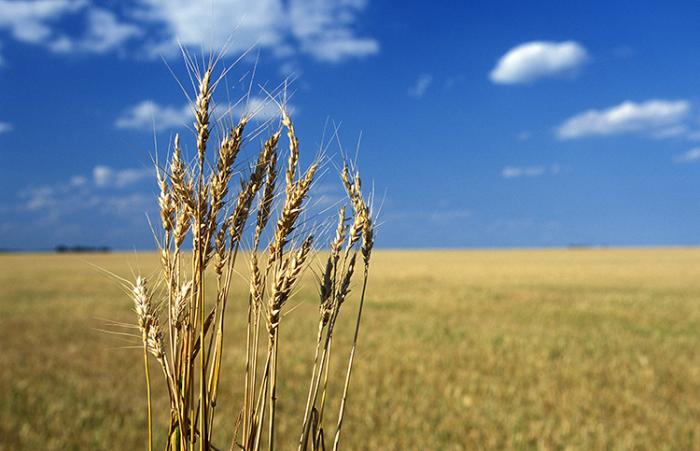 Wheat growing in a field