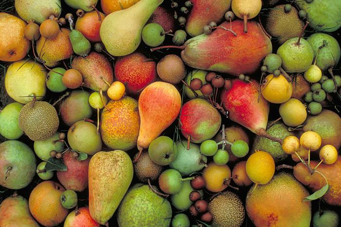 A collection of different types of pears. 