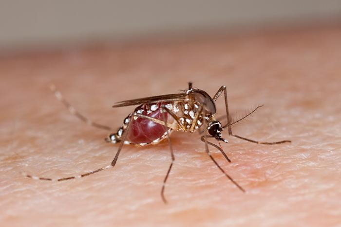 A mosquito on human skin