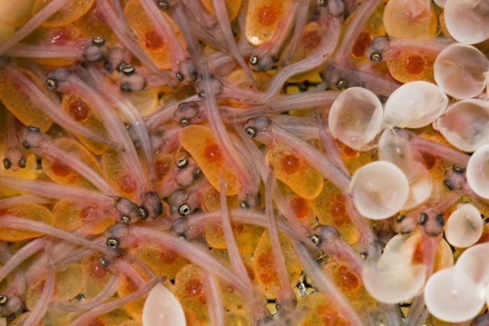 Rainbow trout hatching