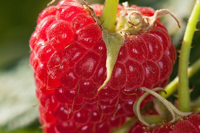 A red raspberry