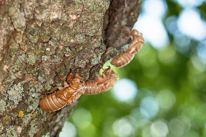 Three nymph shells of the 17-year cicada on a linden tree.