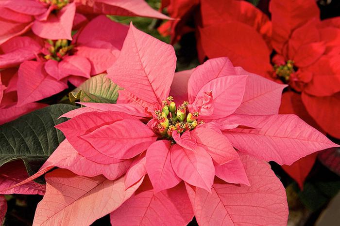 Red pointsettia