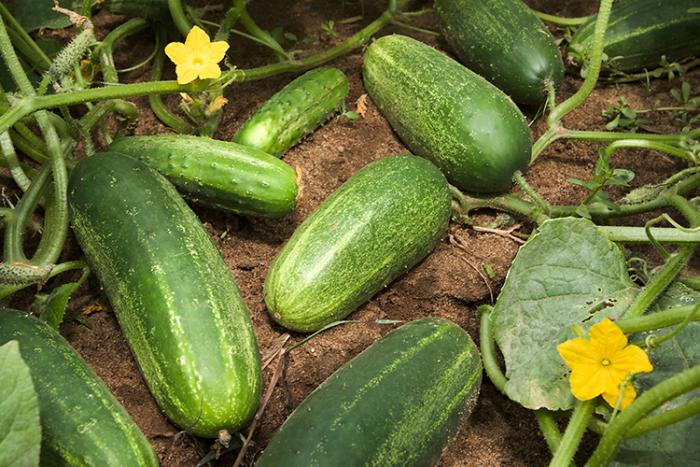 cucumbers growing on the vine.