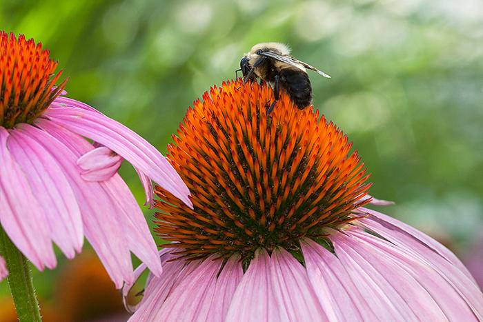 Bumble bee on a flower