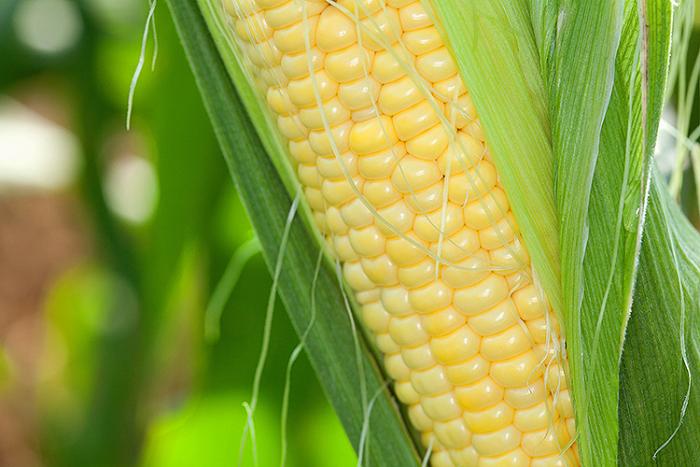 An ear of yellow corn
