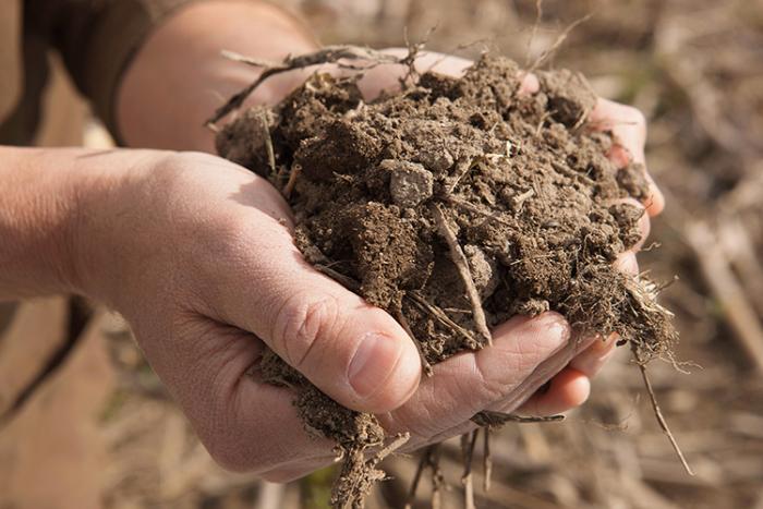 Hands holding soil in a field.