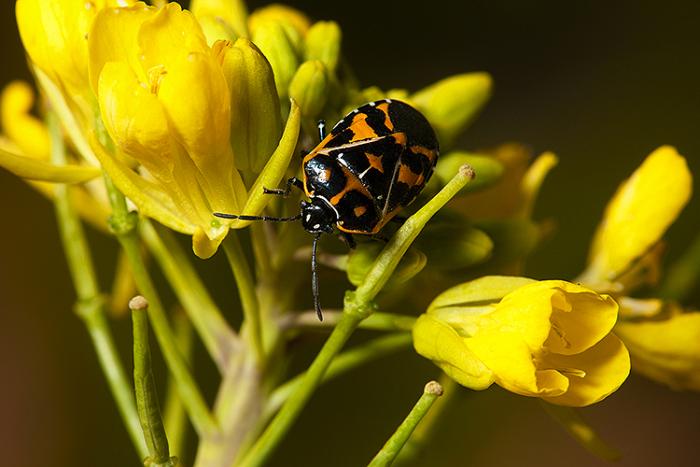 Harlequin bug on a flower.