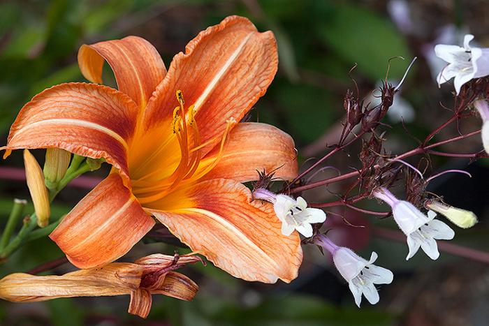 Orange daylily 