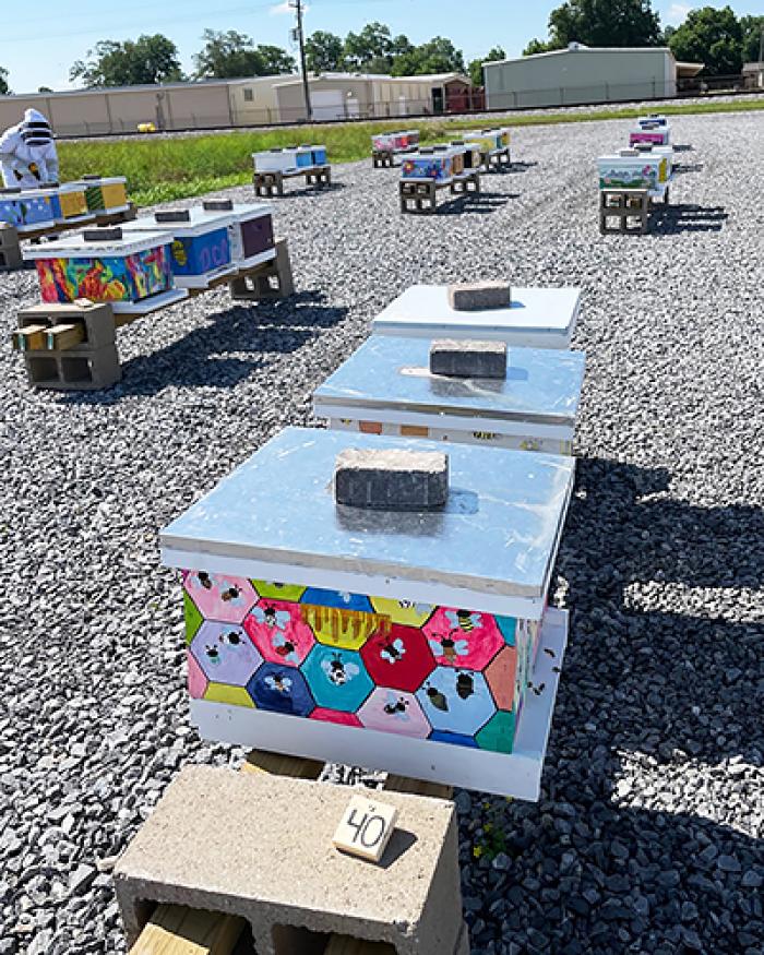 Rows of bee boxes set up in the yard of the Southern Crop Ecosystem Research Unit