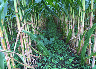 Kuraclover Corn growing in kura clover.