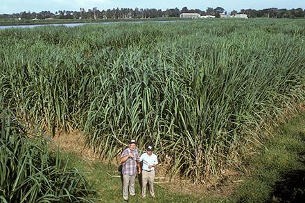 K5602 1Sugarcane Two men in a sugarcane field