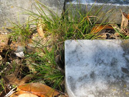 D2301 1 A weed growing next to a tombstone