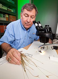 Botanist Charles Bryson using a dissecting microscope
