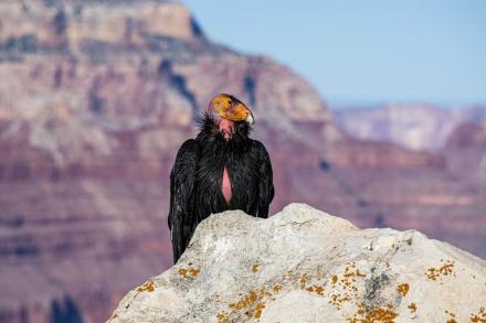 A California condor perched on a rock in the Grand Canyon National Park, Arizona. (Getty Images).