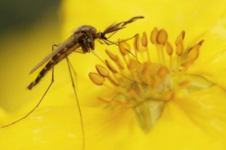 Macro photograph of a mosquito in the middle of a flower with yellow stamens - Getty Image
