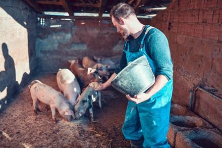Happy Pigs Eating Dinner While Getting Fed By Farmer - Getty images
