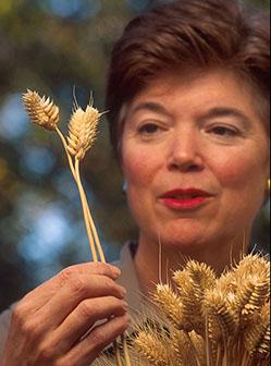 Plant physiologist Kay Walker-Simmons examines club wheat heads.