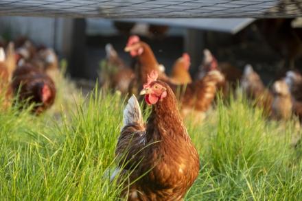 Happy free-range chickens enjoying nature in the lush grass in the evening sun (Getty Image)