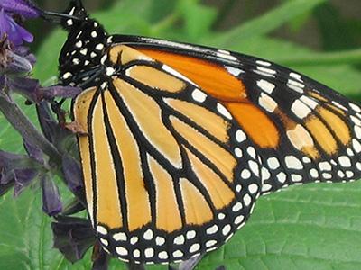 D2664 1Monarch A monarch butterfly