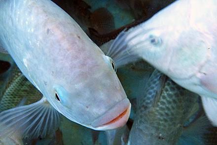 Aquaponicstilapia tilapia