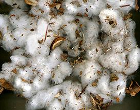 Cottontrash Cotton trash