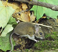 Wfmouse170905 A mouse wearing a GPS collar