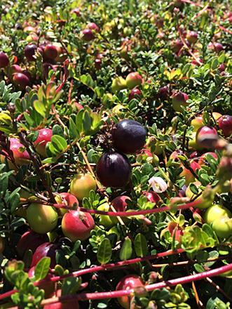 Cranberries Cranberries growing