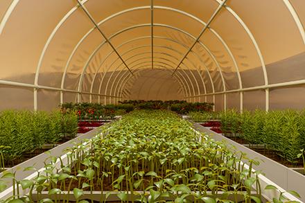 Foodinspace Greenhouse agriculture on the planet Mars