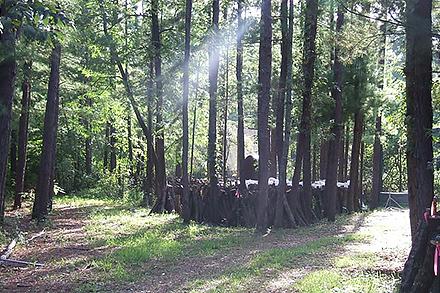 Agroforestry Agroforestry image