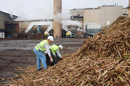 Sugarcanepile Two workers sorting sugarcane