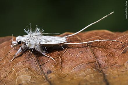 Ostrichmoth Ostrich moth