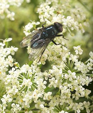 D1061 1Bluebottlefly A blue bottle fly