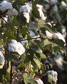 Cotton Cotton bolls