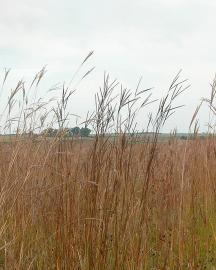 Prairie image