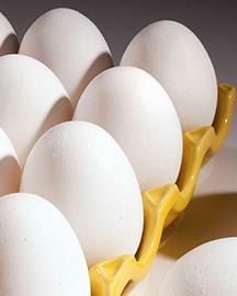 Eggproduction Eggproduction image