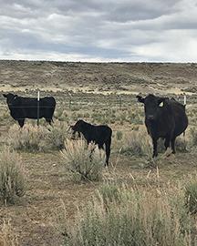 Cattle grazing