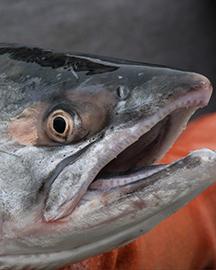Close-up of a salmon 