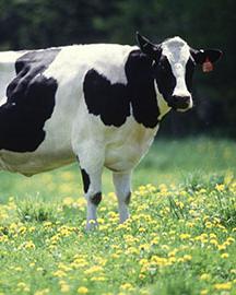 Organicdairy image