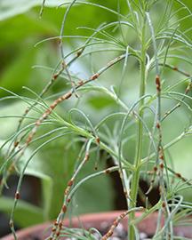 Weeds