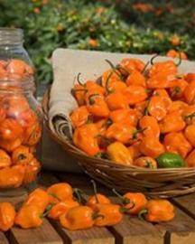 Habenero Chili Peppers
