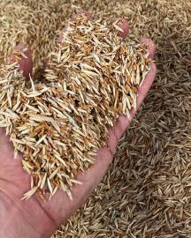 A handful of Kernza.